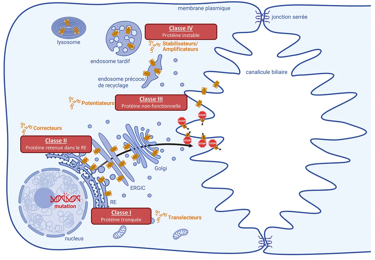 Figure 2 Genetic variations of ABC transporters
