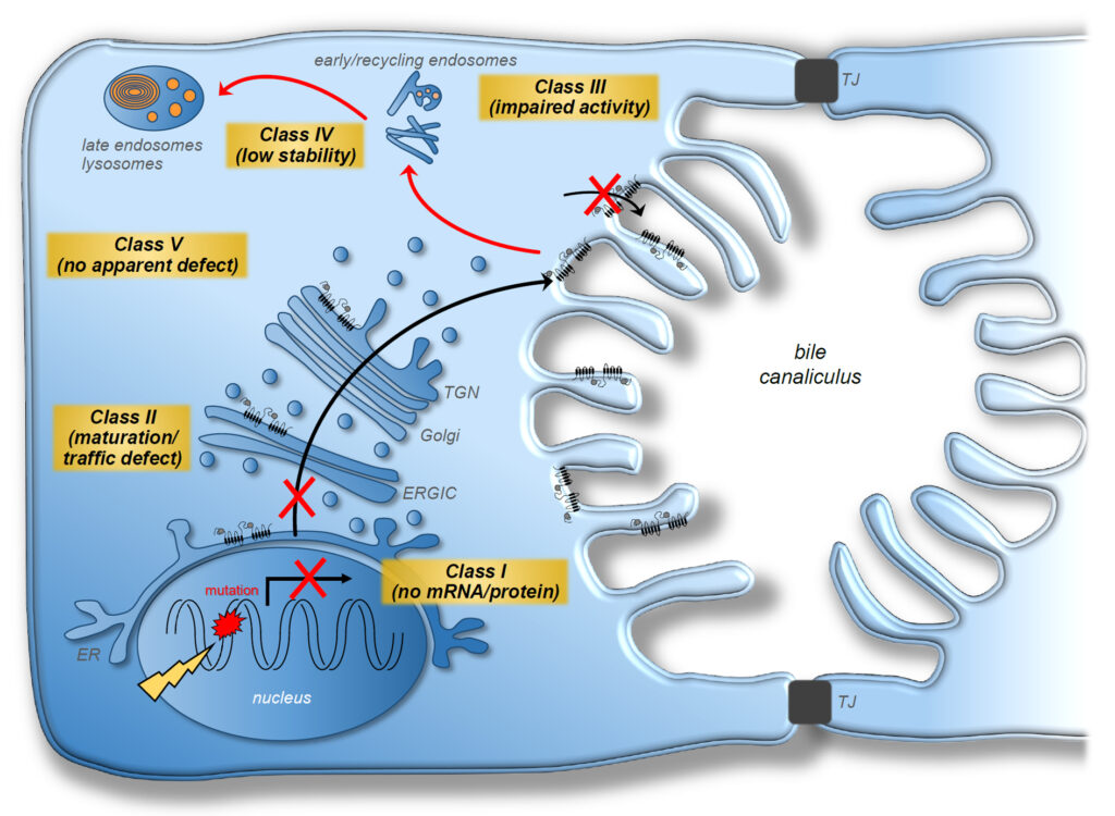 Genetic variations of ABC transporters