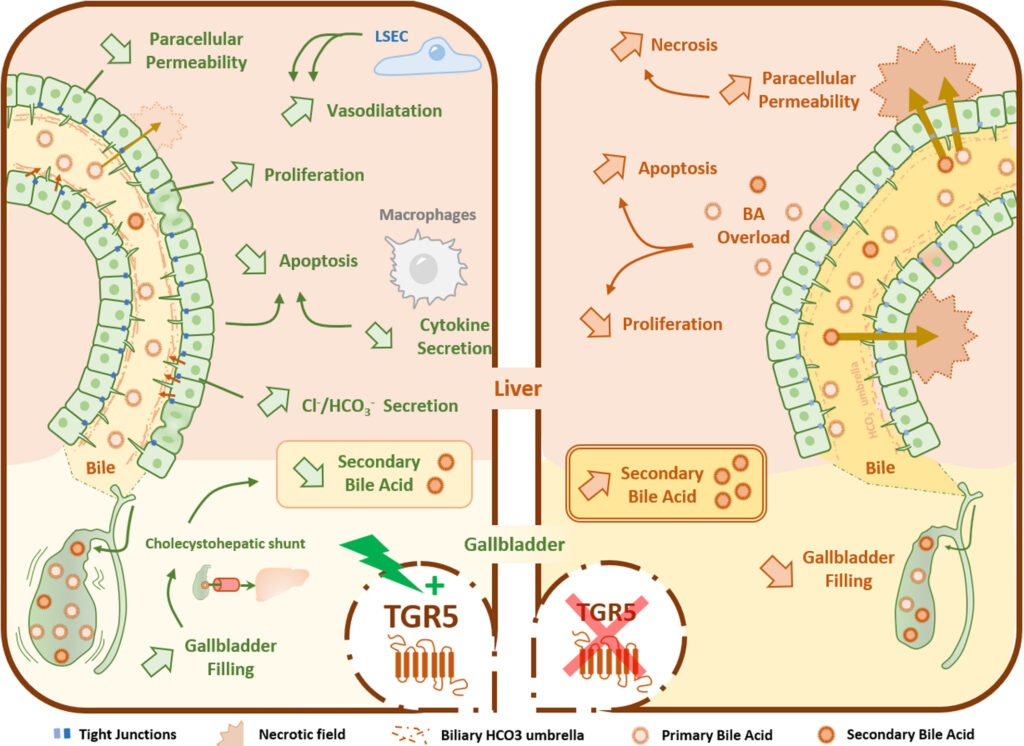 TGR5 mediated hepatoprotection